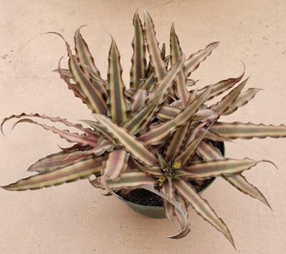 6" Bromeliad Cryptanthus Assortment